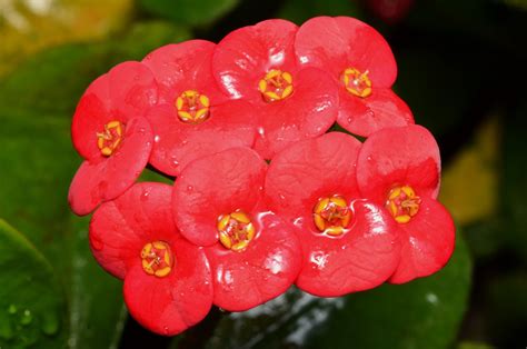 大葉麒麟花|麒麟花｜亞泥生態園區官方網站植物生態－花蓮生態復